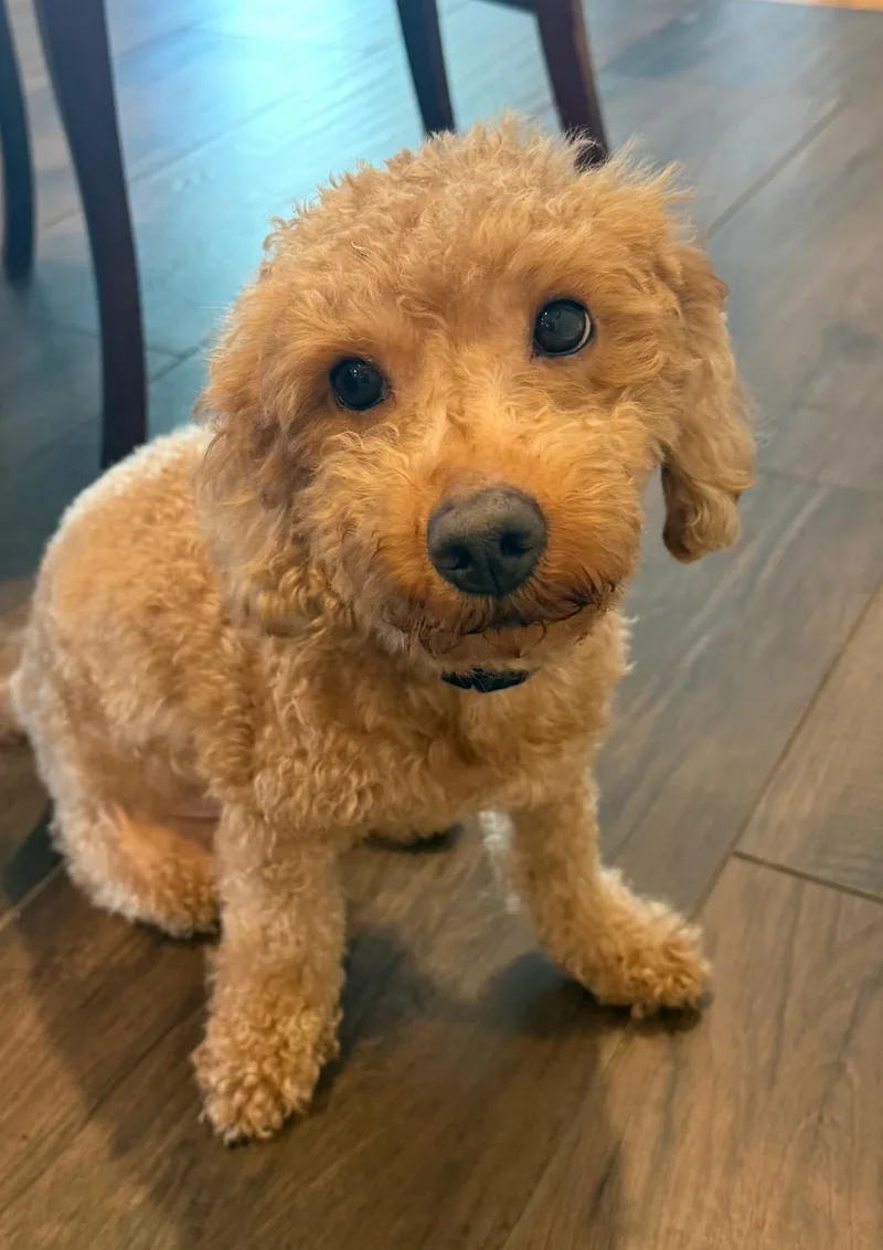 Teddy thumbnail 3
