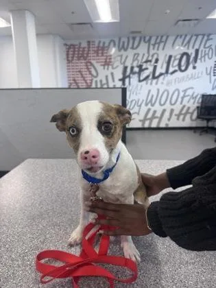 An adult small-sized female Mixed Breed dog named Azula for adoption in West Chester, PA
