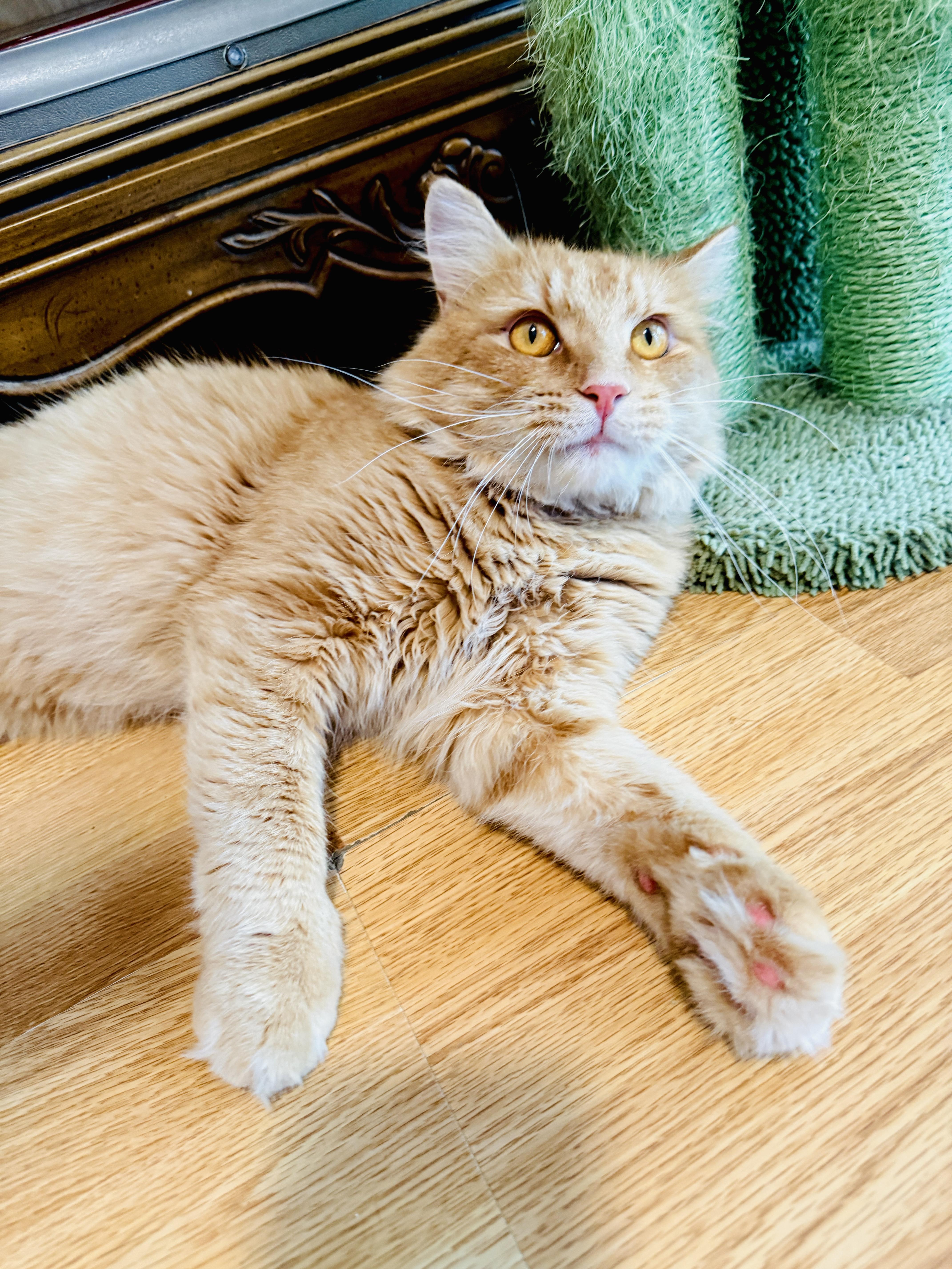 A young medium-sized male Domestic Medium Hair cat named Murphy for adoption in Keller, TX