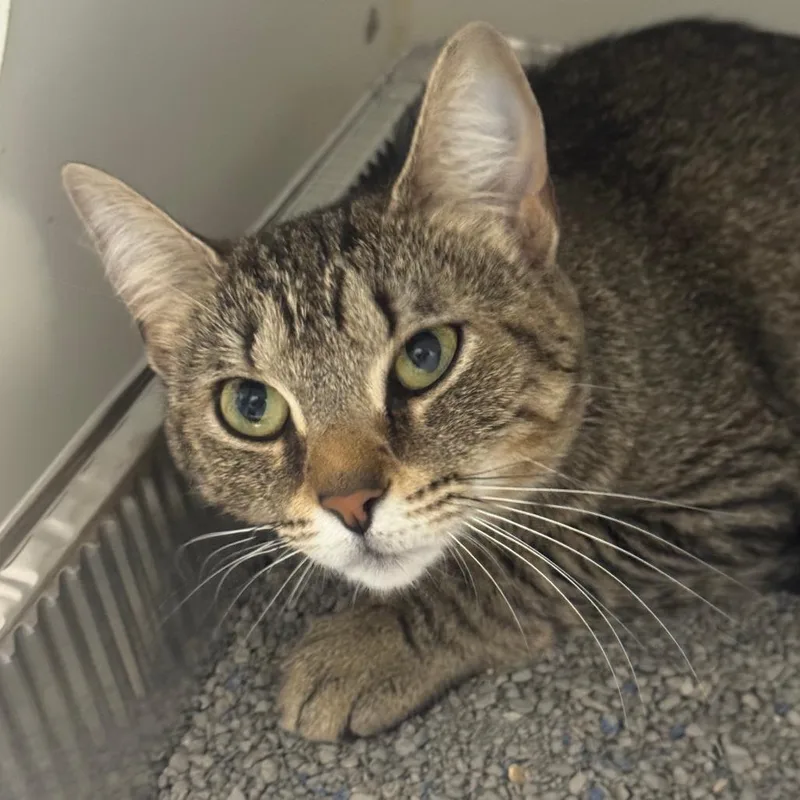 An adult medium-sized female Brown / Chocolate Domestic Short Hair cat named Daphne for adoption in Dearborn, MI