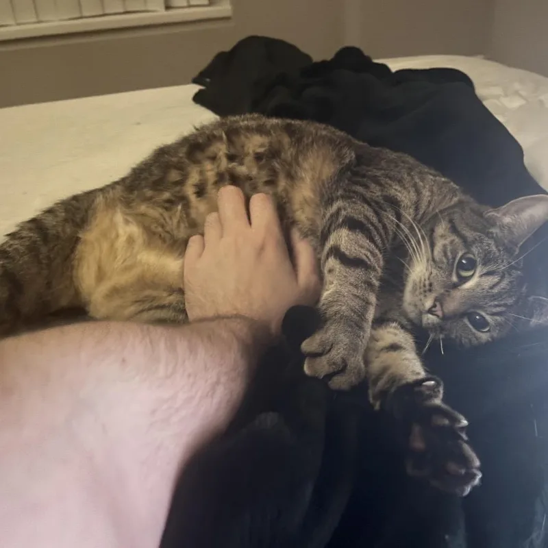 An adult extra large-sized female Brown / Chocolate Domestic Short Hair cat named Naima for adoption in Chicago, IL