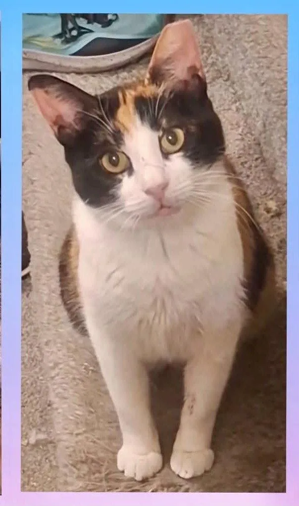 An adult medium-sized female Domestic Short Hair cat named Pheobee for adoption in Wilmington, NC