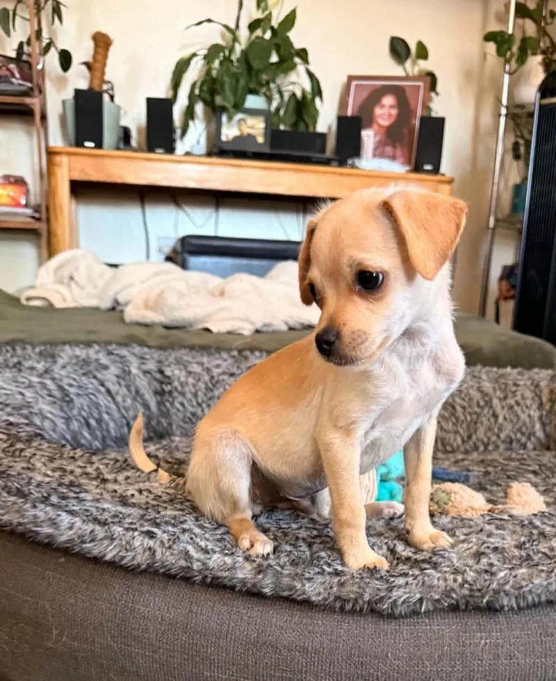 A baby small-sized male Yellow / Tan / Blond / Fawn Chihuahua dog named Bryce for adoption in Beavercreek, OR