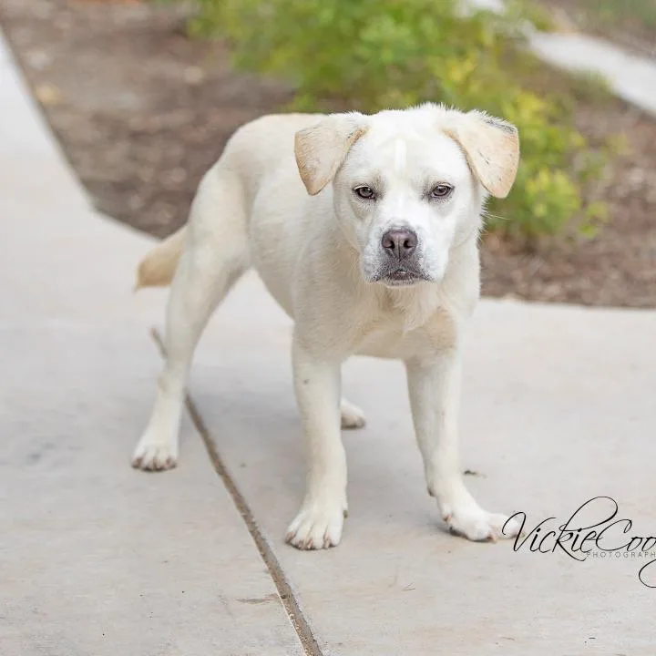 An adult medium-sized female White / Cream Pug dog named Marley for adoption in Portland, OR