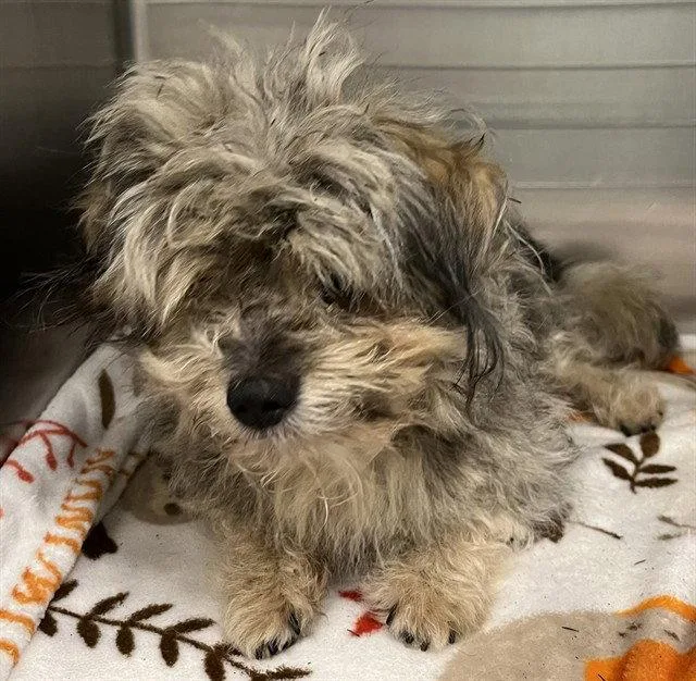 An adult small-sized male Yorkshire Terrier dog named A for adoption in Tavares, FL