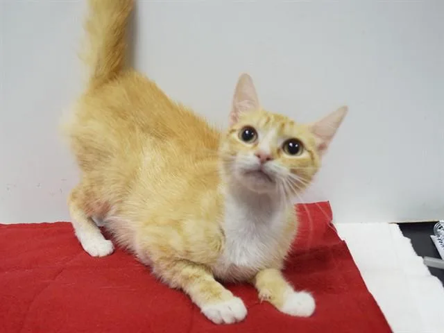 A young medium-sized female Domestic Short Hair cat named Felicity for adoption in Sacramento, CA