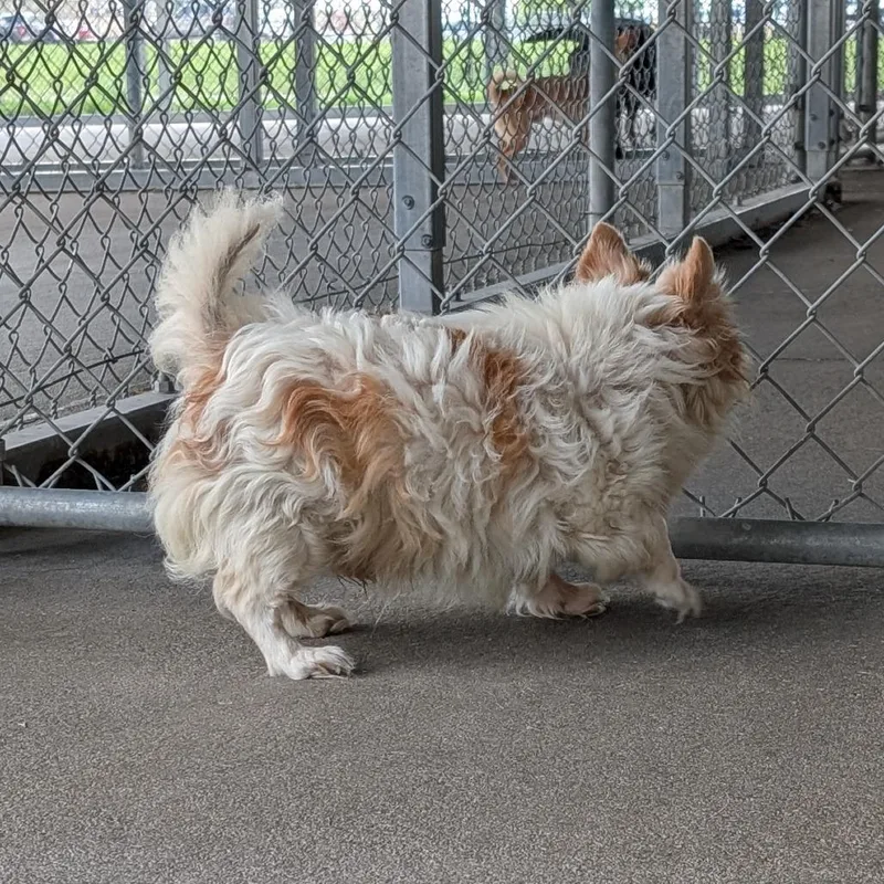 A senior small-sized male White / Cream Chihuahua dog named Fluffy for adoption in Emporia, KS