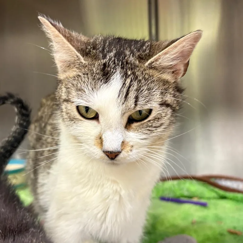 A young medium-sized female Brown / Chocolate Domestic Short Hair cat named Nora for adoption in Springfield, IL