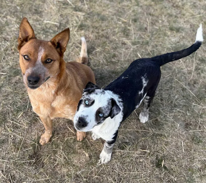 A young medium-sized female Red / Chestnut / Orange Australian Cattle Dog / Blue Heeler dog named Sophie for adoption in Dodson, MT