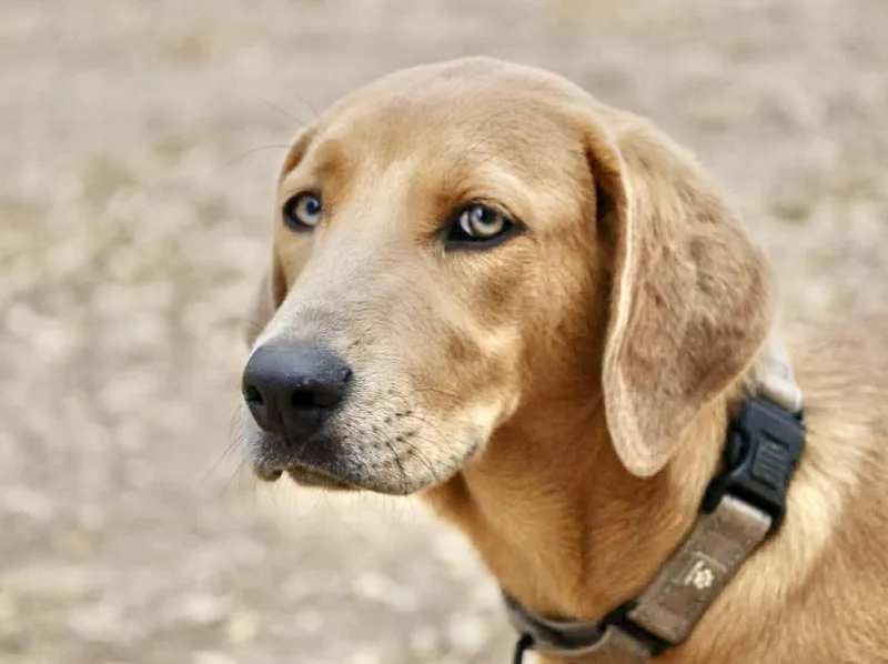 A baby medium-sized female Yellow / Tan / Blond / Fawn Labrador Retriever dog named Ginger for adoption in Austin, TX
