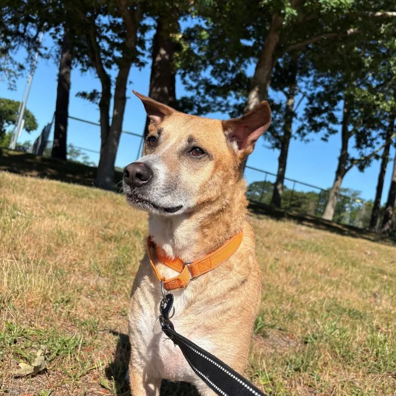 An adult medium-sized male Golden Mixed Breed dog named Miko for adoption in Hampton Bays, NY