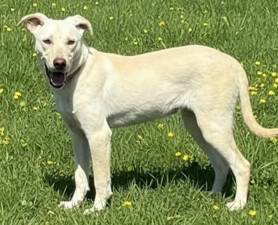 Puppy Opal thumbnail 2