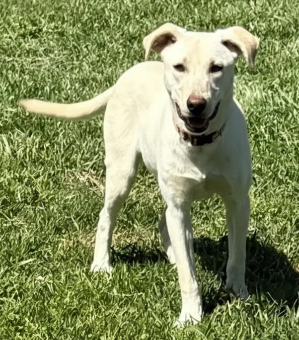 Puppy Opal thumbnail 3