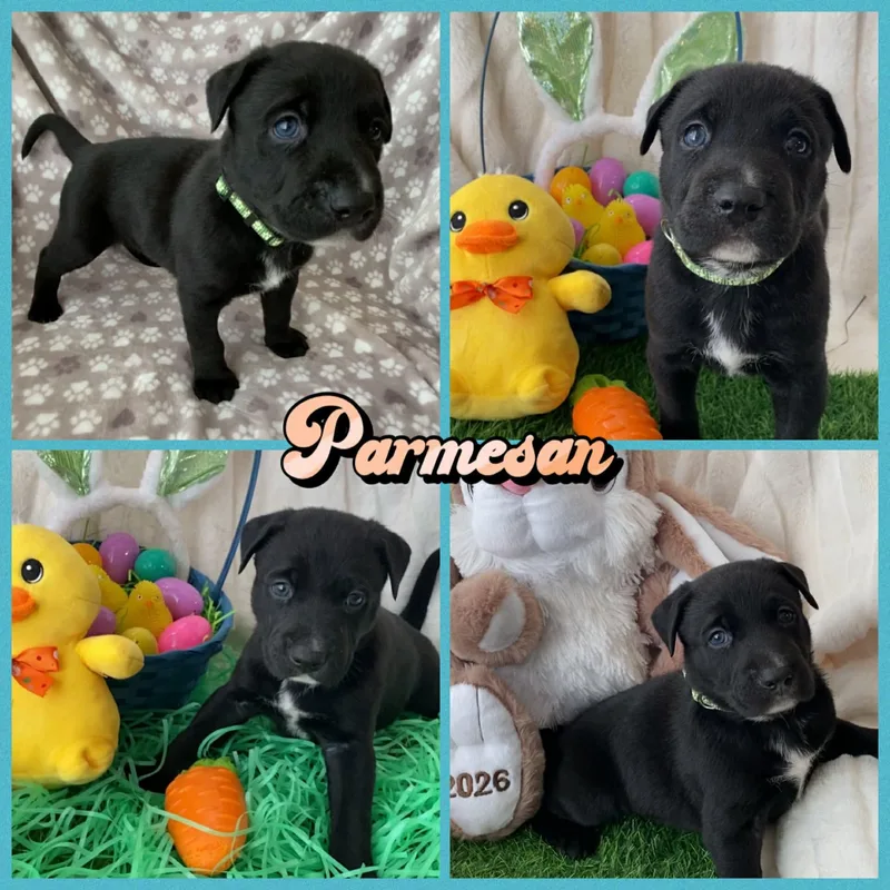 A baby large-sized male Rottweiler dog named Parmesan for adoption in New Baltimore, MI