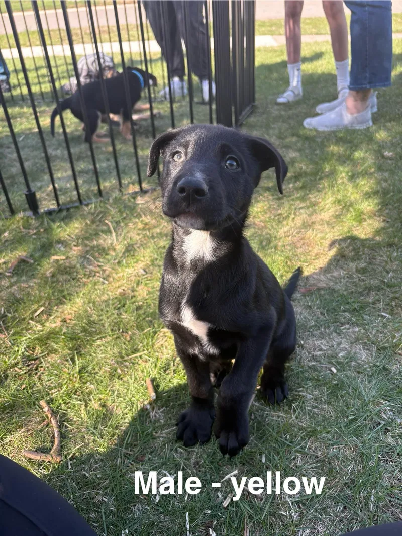 Parmesan thumbnail 2