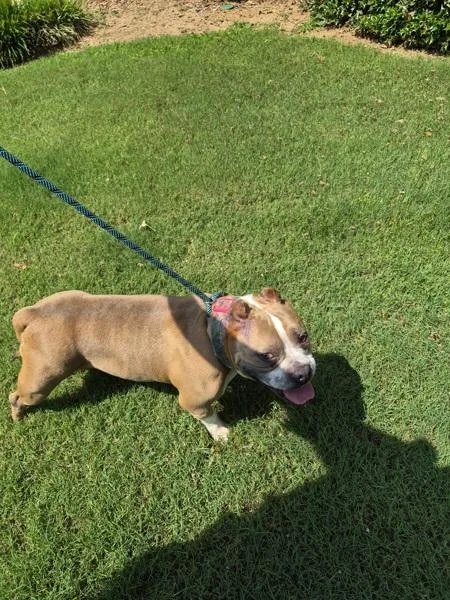 An adult small-sized female American Bully dog named Pen Clara for adoption in Lawrenceville, GA