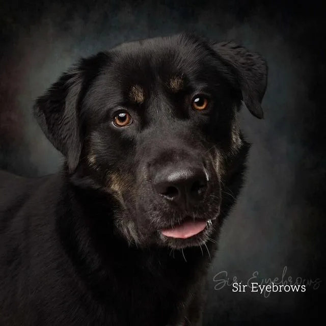 A young large-sized male German Shepherd Dog dog named Sir Eyebrows for adoption in Ada, OK