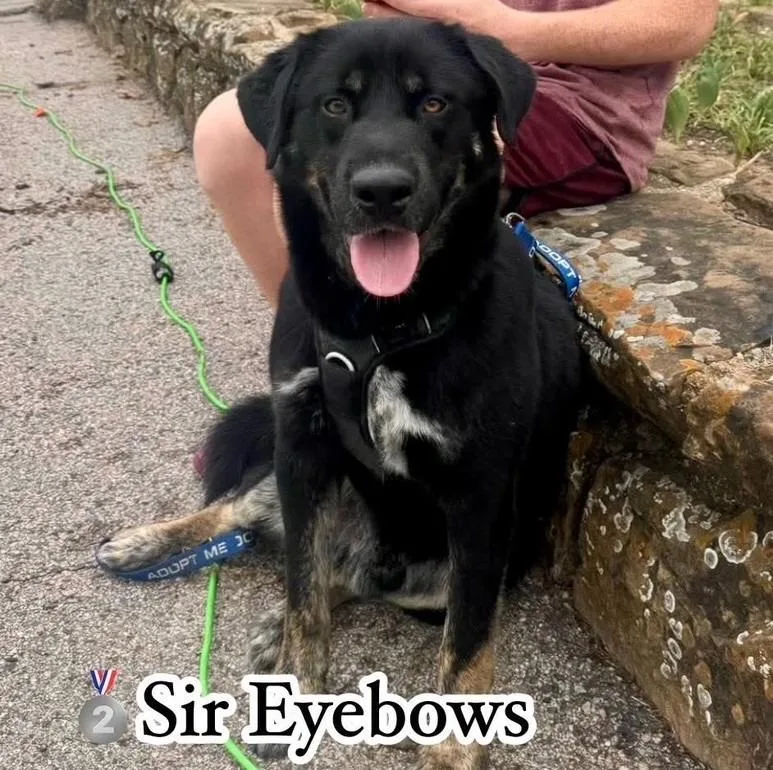 Sir Eyebrows thumbnail 2