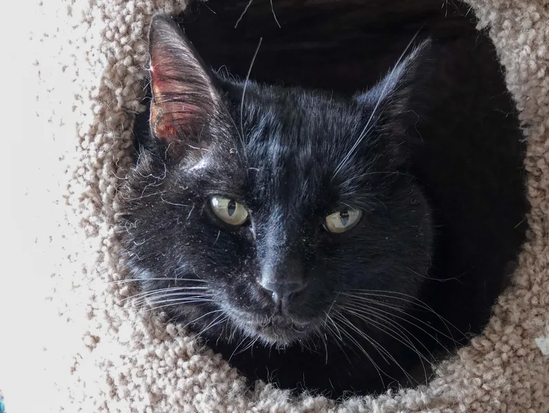 An adult medium-sized male Black Domestic Short Hair cat named Dale for adoption in Boise, ID