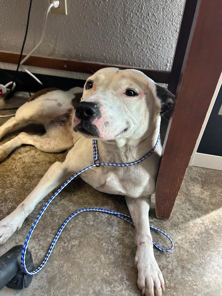 A senior large-sized female Pit Bull Terrier dog named Montana for adoption in Lockhart, TX