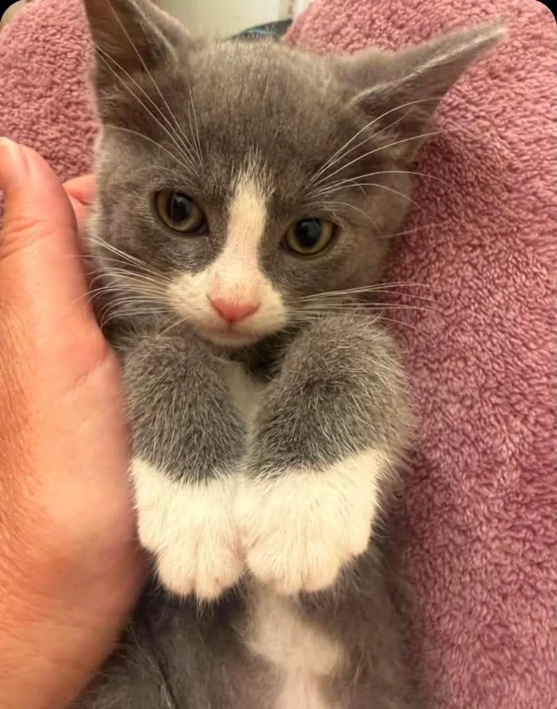 A baby small-sized female Domestic Short Hair cat named Belle for adoption in San Jacinto, CA