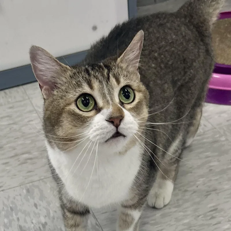 An adult large-sized female Domestic Short Hair cat named Caroline for adoption in Bardstown, KY
