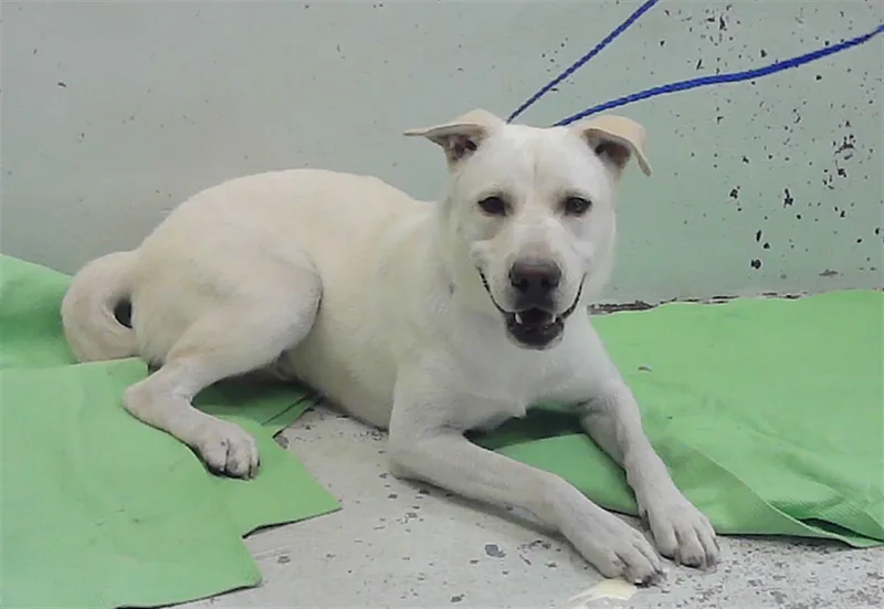 A young large-sized male Labrador Retriever dog named Rocky for adoption in Houston, TX
