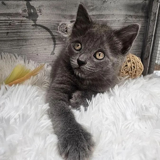 A baby small-sized female Gray / Blue / Silver Domestic Short Hair cat named Drita for adoption in Lynchburg, VA