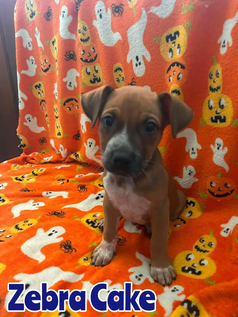 A baby large-sized male Australian Cattle Dog / Blue Heeler dog named Zebra Cake for adoption in New Baltimore, MI