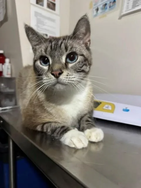 A young large-sized male Domestic Short Hair cat named Sampson for adoption in Naples, FL