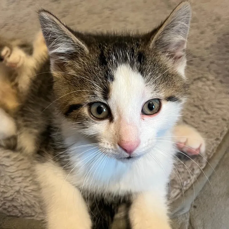 A baby small-sized male Brown / Chocolate Domestic Short Hair cat named Bagel for adoption in DeKalb, IL