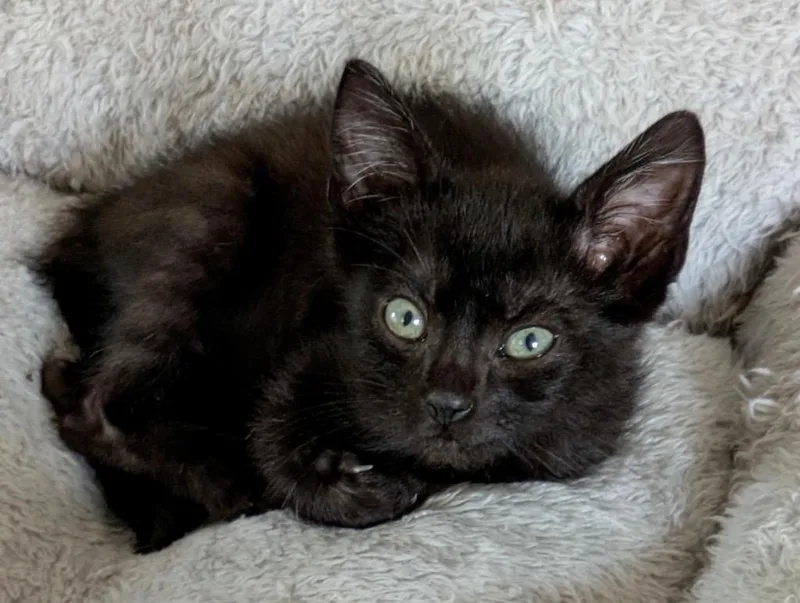 A baby medium-sized male Domestic Short Hair cat named Butch for adoption in Spring, TX