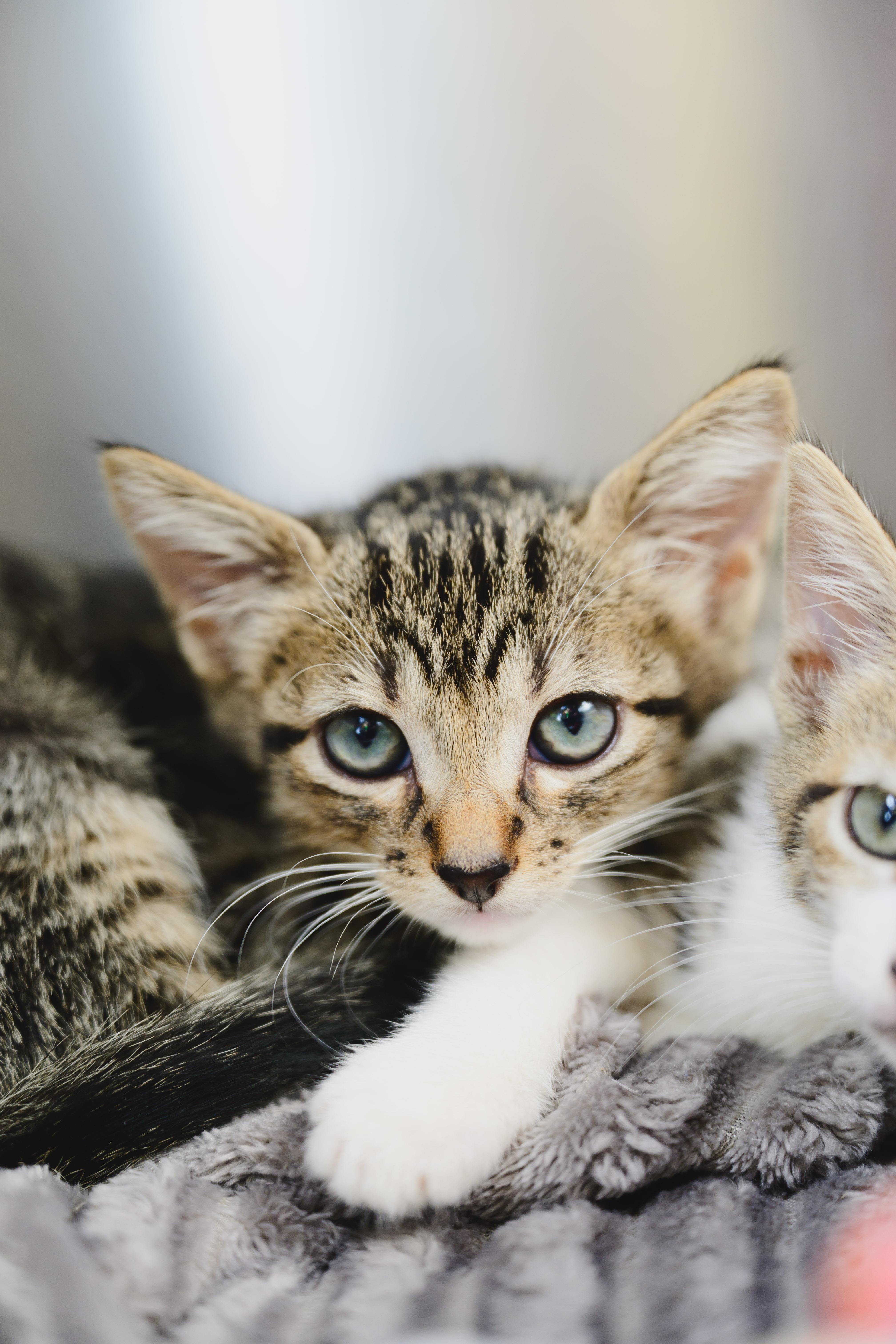 A baby small-sized male Domestic Short Hair cat named Irving for adoption in Honolulu, HI
