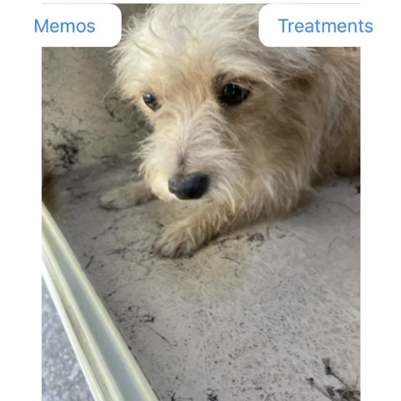 A young small-sized female Apricot / Beige Mixed Breed dog named Jessa for adoption in Jupiter, FL