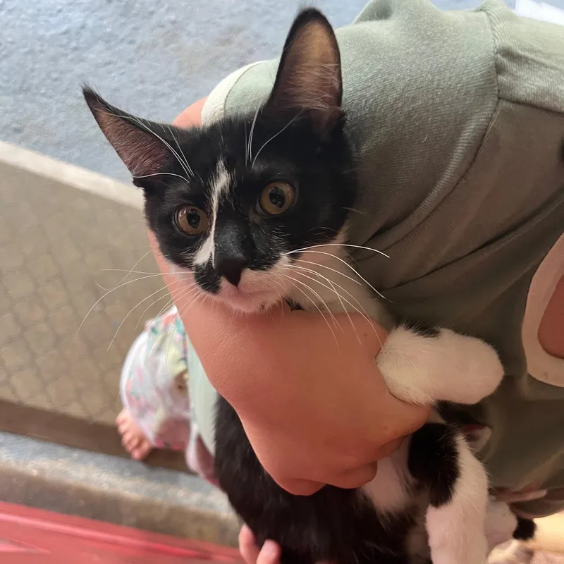 A baby medium-sized male Black & White / Tuxedo Domestic Short Hair cat named Fritter for adoption in Washington, PA