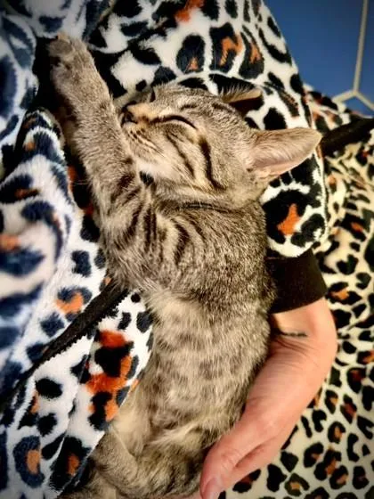 A young small-sized female Domestic Short Hair cat named a Birdie for adoption in North Charleston, SC
