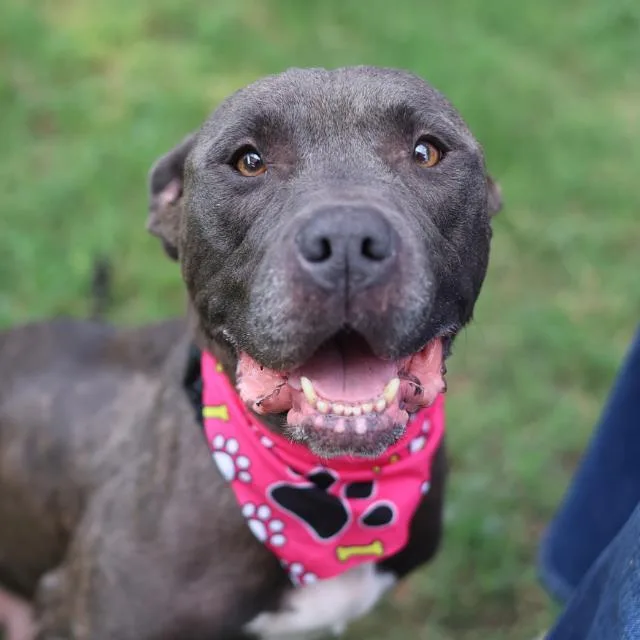 A young large-sized female American Staffordshire Terrier dog named Juniper for adoption in San Antonio, TX