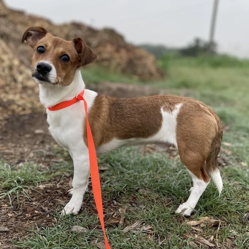 A young small-sized male Red / Chestnut / Orange Jack Russell Terrier dog named Hugo for adoption in Wimberley, TX