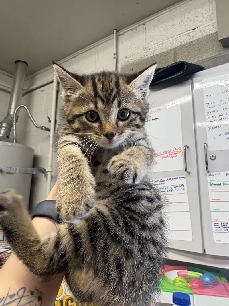A young small-sized female Tabby (Brown / Chocolate) Domestic Short Hair cat named Tiggy for adoption in Oakdale, CA
