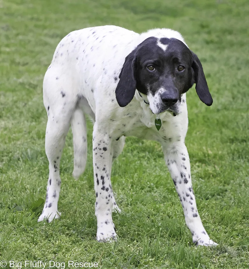 An adult large-sized female English Setter dog named Marcella for adoption in Nashville, TN