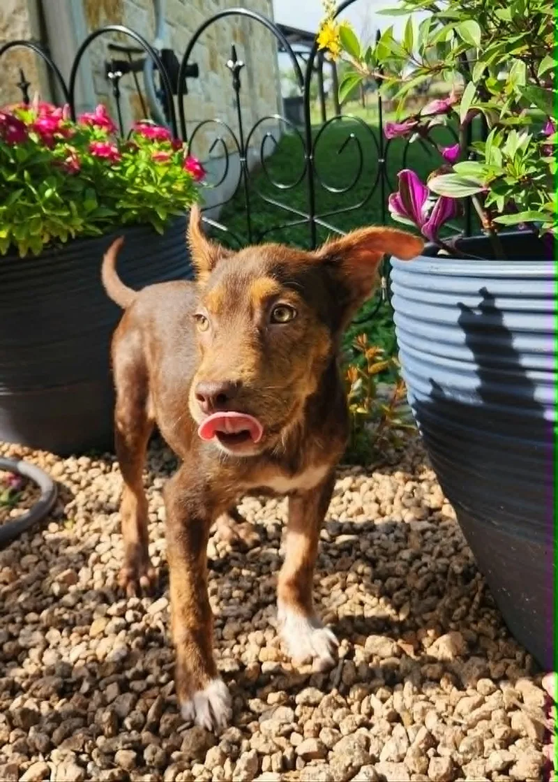 A baby medium-sized male Bicolor Shepherd dog named Cyn Fj for adoption in Austin, TX