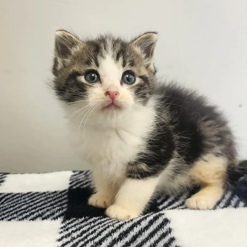 A baby small-sized female Gray / Blue / Silver Domestic Short Hair cat named Georgia for adoption in Toledo, OH