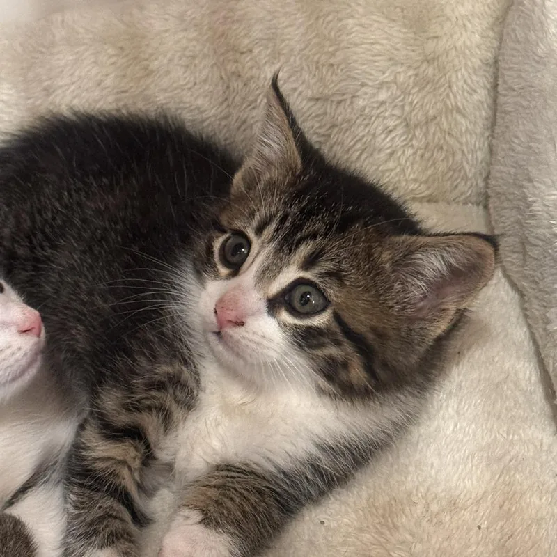 A baby small-sized female Brown / Chocolate Domestic Short Hair cat named Venus for adoption in Starkville, MS