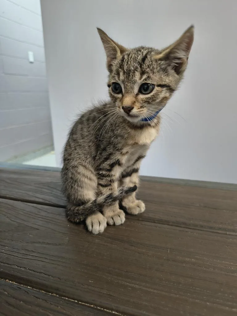 A baby small-sized male Domestic Short Hair cat named Tres for adoption in Athens, TN