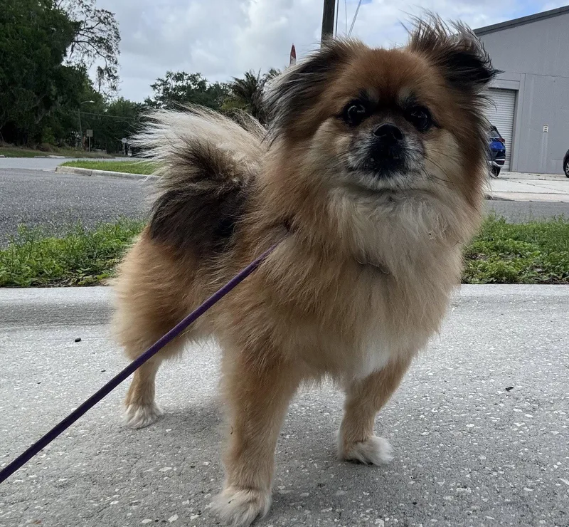 A senior small-sized male Pekingese dog named Pompano for adoption in Sanford, FL
