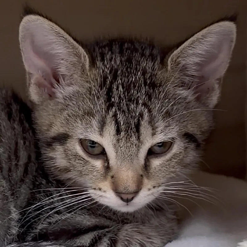 A baby small-sized female Brown / Chocolate Domestic Short Hair cat named Mantis for adoption in Middlebury, VT