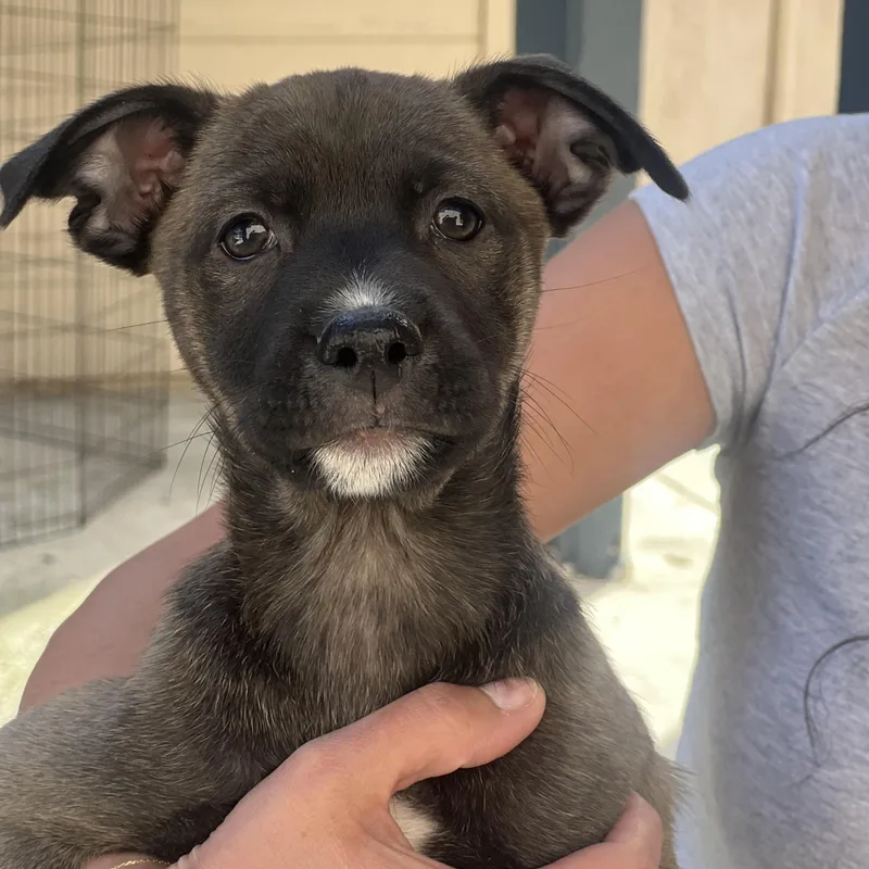 A baby medium-sized female Sable Terrier dog named Sable for adoption in Encino, CA