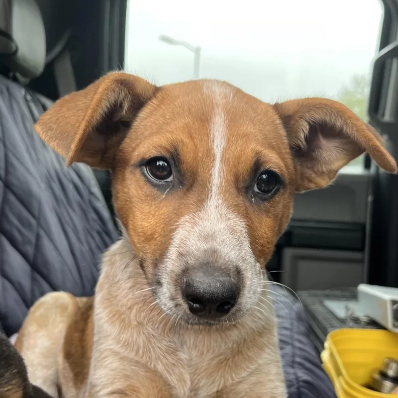 A young small-sized female Red / Chestnut / Orange Cattle Dog dog named Alex for adoption in Lake Jackson, TX