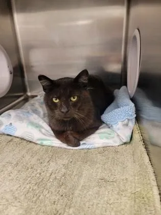 An adult medium-sized male Domestic Short Hair cat named Gunner for adoption in Fergus Falls, MN