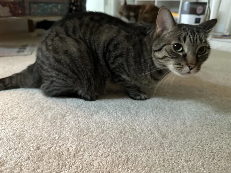 An adult medium-sized male Tabby (Brown / Chocolate) Domestic Short Hair cat named Elma for adoption in Fairfax, VA